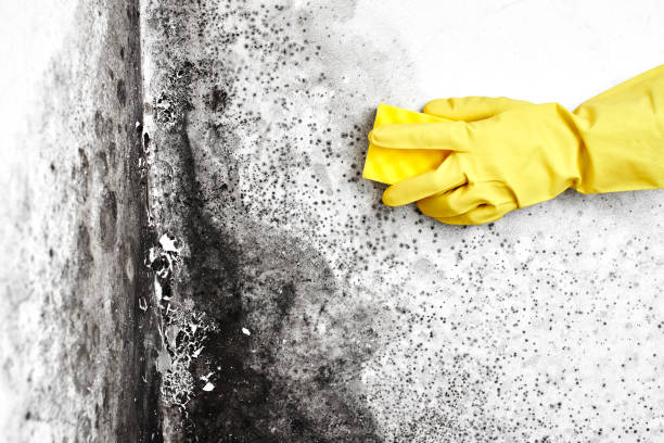 Best Professional Mold Removal  in Hurleyville, NY