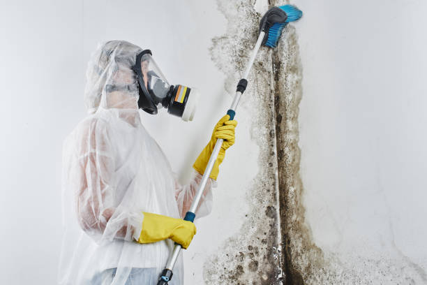 Best Fast Mold Removal  in Hurleyville, NY