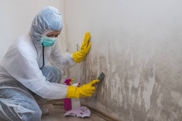 Best Professional Mold Removal  in Hurleyville, NY