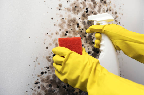 Best Certified Mold Removal  in Hurleyville, NY