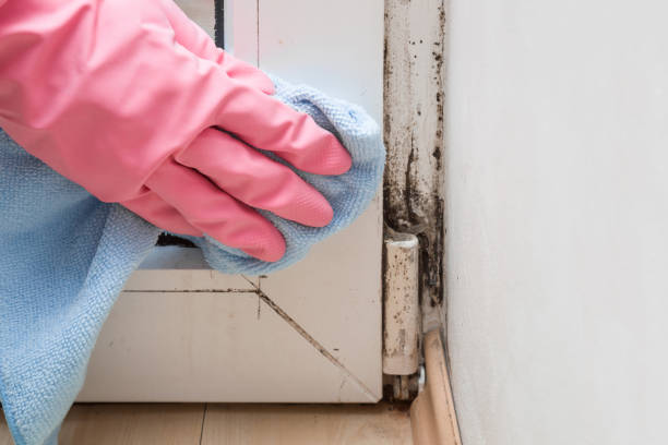 Best Mold Remediation  in Hurleyville, NY